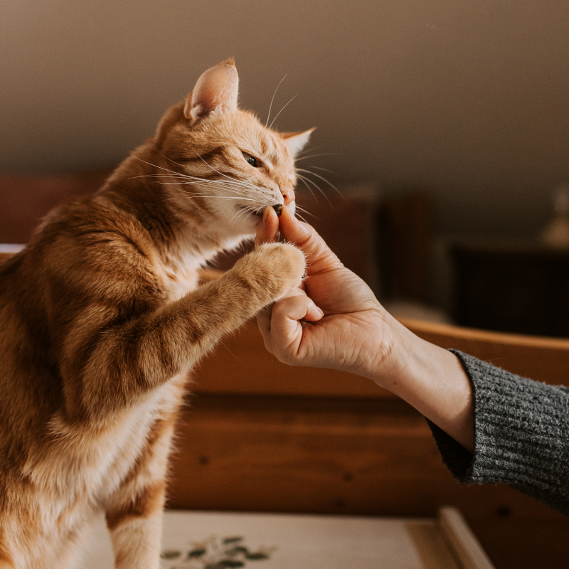 Pet Hair Removal Gloves